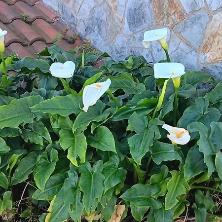 Hébergement de vacances Prau Del Urogallo Ribadesella